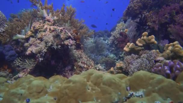 カメラは美しいサンゴ礁で滑り クリップの最後には遠くにスキューバダイバーが見えます — ストック動画
