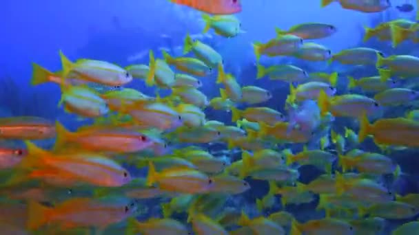 摄像机接近一群不害羞的黄色小鱼 在你身后你可以看到一个潜水者 — 图库视频影像