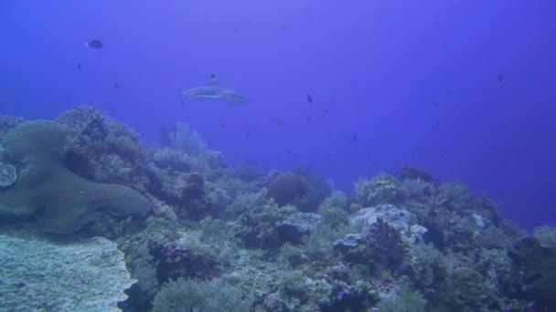 Kamera Folgt Einem Schwarzspitzenriffhai Der Neben Dem Riff Schwimmt — Stockvideo