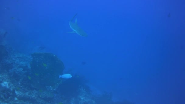 サンゴ礁の近くでゆっくりと泳ぐサメ — ストック動画