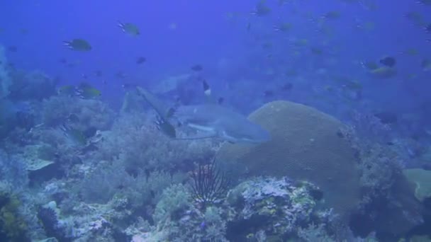 Podivný Žralok Černý Blíží Kameře Když Plave Blízko Útesu — Stock video