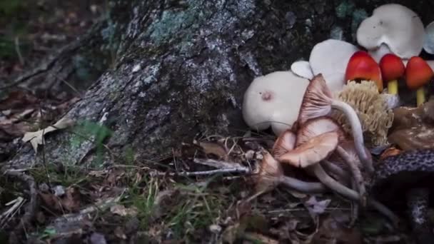 Assortment Wild Foraged Mushrooms Tennessee — Stock Video