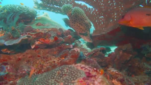 Kropkowana Ryba Barramundi Spoczywa Pod Koralowcem Raja Ampat Indonezja — Wideo stockowe