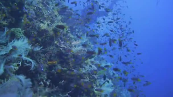 インドネシアのミソルにある非常に魚とサンゴの豊かな壁に沿ってカメラが滑り — ストック動画