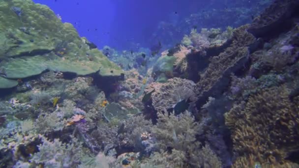 カメラはインドネシアのミソルにある忙しい美しいサンゴ礁を飛んでいて 小さなサンゴ礁の魚が水族館のように泳いでいます — ストック動画