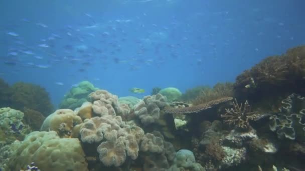 Lento Deslizarse Hacia Adelante Por Encima Hermoso Entorno Coral Con — Vídeo de stock