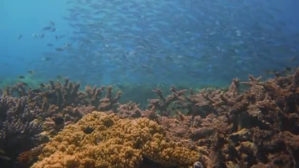 Nadar Através Belo Recife Coral Com Muitos Peixes — Vídeo de Stock