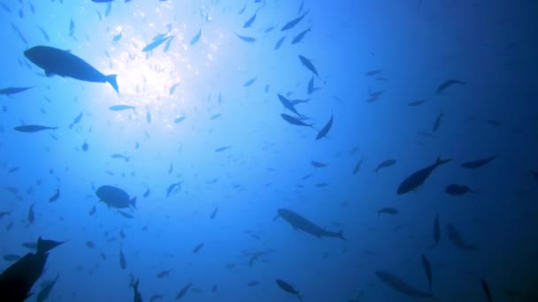 Toma Cámara Lenta Las Siluetas Peces Nadando Alrededor Océano — Vídeos de Stock