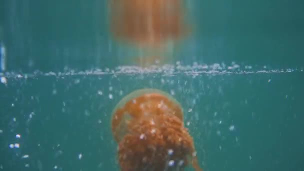 Una Medusa Naranja Cámara Lenta Nadando Superficie Del Agua Lago — Vídeos de Stock
