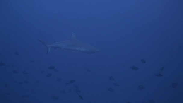 一只灰色的大堡礁鲨正平静而缓慢地向摄像机游去 — 图库视频影像