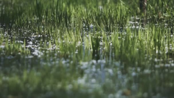 Lower View Top Puddle Pond Grass Velence Lake Hungary — Stock Video