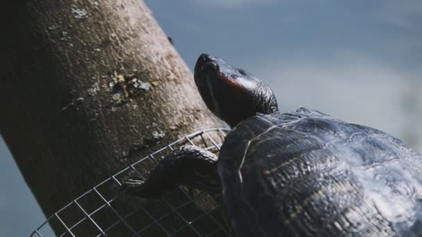 Een Gewone Schildpad Rustend Aan Basis Van Boom Een Beetje — Stockvideo