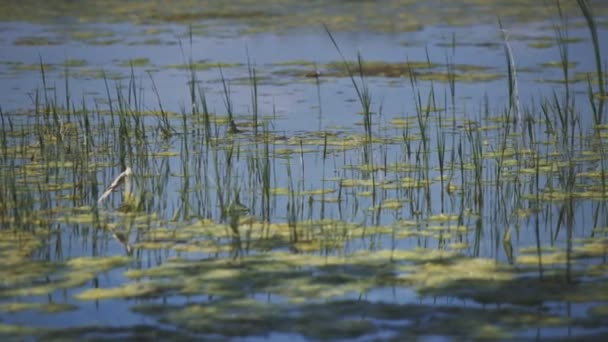 Water Close Panning Footage Top Lively Nature Protected Lake — Stock Video