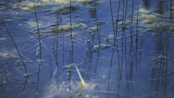 Toppen Vattnet Utsikt Från Flyttar Långsamt Framåt Liten Groda Naturskyddad — Stockvideo