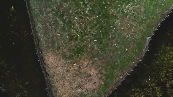 中午时分 无人驾驶飞机继续向前飞行 俯瞰着生机勃勃的 受自然保护的湖岛顶部 岛上有许多飞鸟 Dji Drone影片I Fps — 图库视频影像