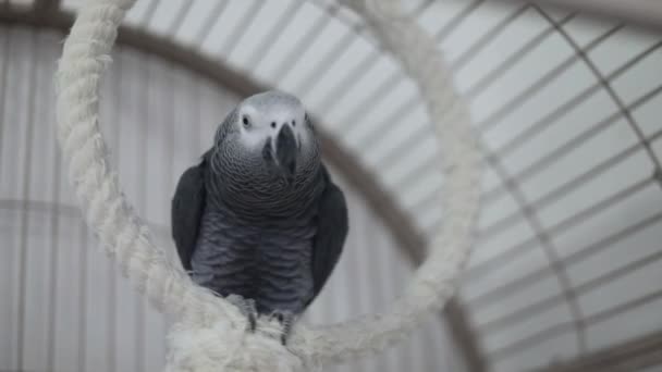 Papuga Bawi Się Klatce — Wideo stockowe