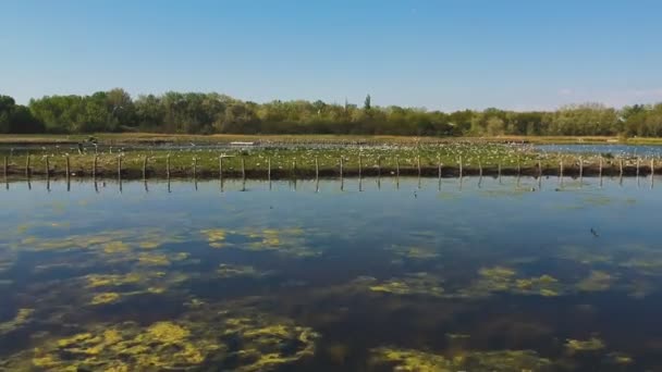 Água Close Vista Para Cima Drone Partir Topo Lago Animado — Vídeo de Stock