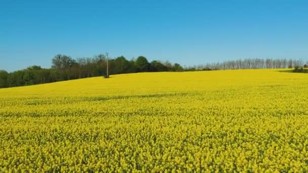 Rape Field Public Road Low Altitude Drone View — Stock Video