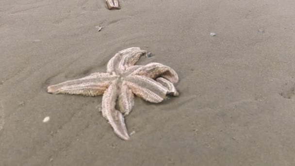 Serie Záběrů Větrné Zimní Prázdniny Nizozemsku Dutch Beach Island Terschelling — Stock video