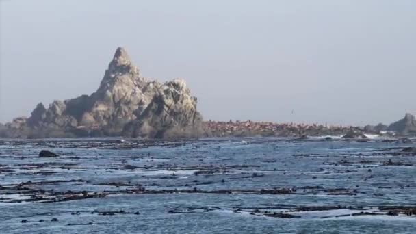 1000 Focas Isla Océano Pacífico — Vídeos de Stock