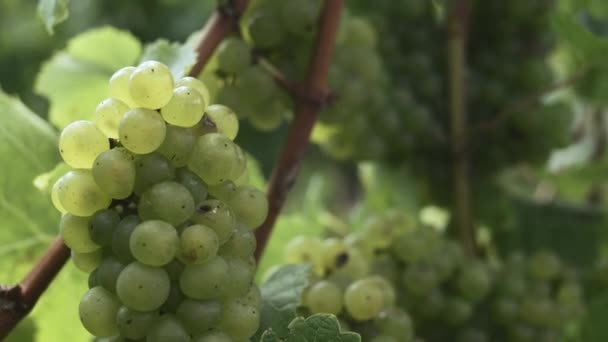 Gros Plan Alors Que Riches Raisins Blancs Sauvignon Attendent Récolte — Video