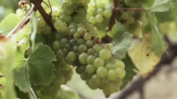 Närbild Som Läckra Chardonnay Druvor Väntar Skörd Mognar Vinrankorna Sommaren — Stockvideo