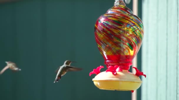 Hummingbirds Alimentador Câmera Lenta 120Fps — Vídeo de Stock
