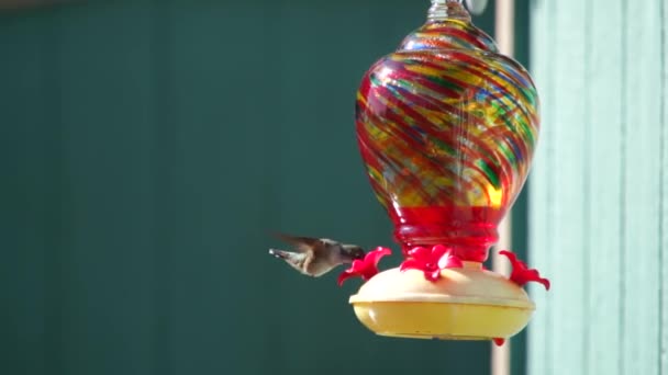 Hummingbirds Alimentador Câmera Lenta 120Fps — Vídeo de Stock