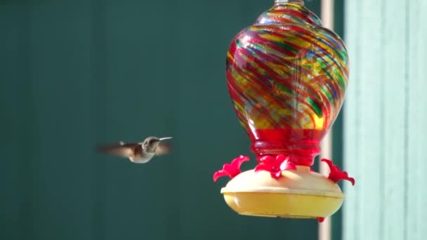 Hummingbirds Alimentador Câmera Lenta 120Fps — Vídeo de Stock