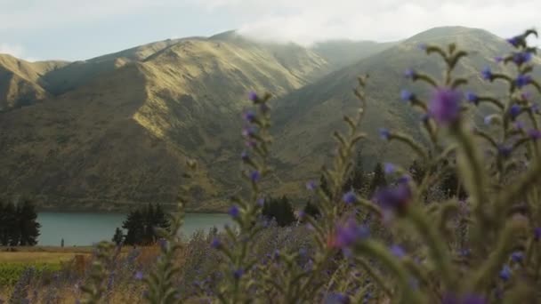 Purple Thistles Blow Wind Cold Summer Morning South Island New — Stockvideo