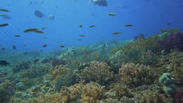 Nadando Sobre Recife Saudável Cheio Vida Com Alguns Peixes Prata — Vídeo de Stock