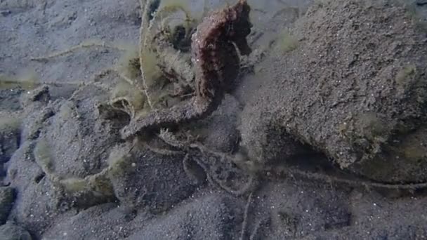 Большая Морская Лошадь Видна Черном Песке Макронеба Амбона — стоковое видео