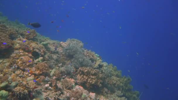 Telecamera Aleggiante Una Barriera Corallina Colorata Che Cade Nell Abisso — Video Stock