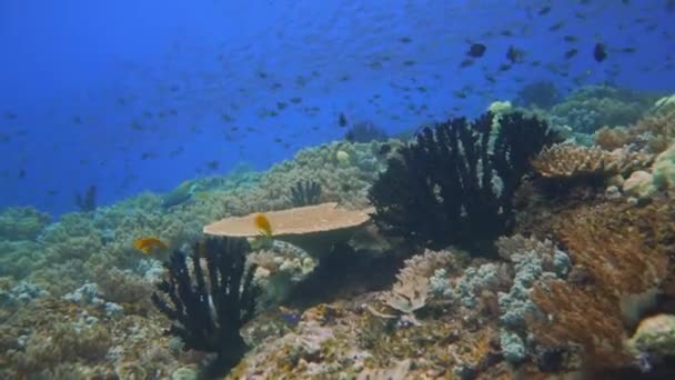 Baño Muy Tranquilo Través Arrecife Coral Ocupado Fondo Hay Escuelas — Vídeo de stock