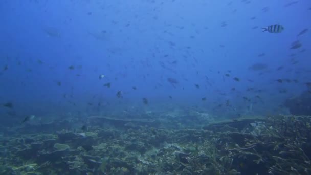小さな魚や銀のトレバリーがたくさんいるサンゴ礁は — ストック動画