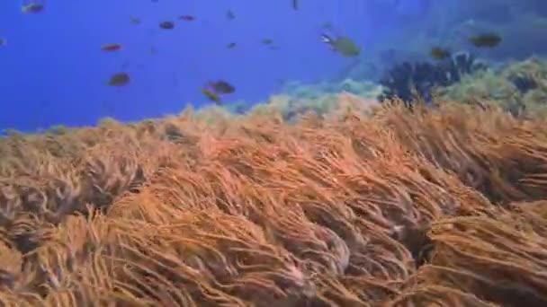 在印度尼西亚的一个健康的珊瑚礁上随波逐流 软珊瑚中包括许多小礁鱼 — 图库视频影像