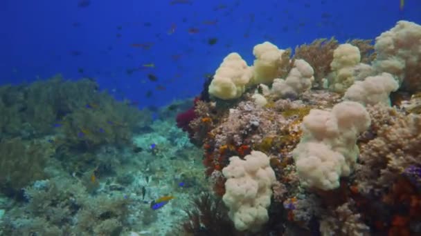 天然の水族館のようにたくさんの色の魚が泳ぐサンゴ礁を泳ぎ — ストック動画