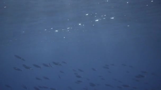 Natáčení Pod Vodní Hladinou Slunečními Paprsky Prorážejícími Povrch Rybami Plavajícími — Stock video