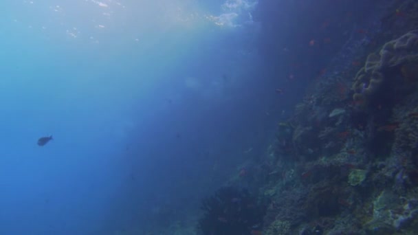 在印度尼西亚 一架照相机从海面上的海浪中掠过 拍成一个浅浅的珊瑚礁 — 图库视频影像