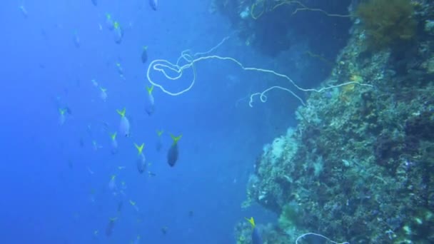 Nurkowanie Wzdłuż Koralowej Ściany Głęboko Pod Wodą — Wideo stockowe
