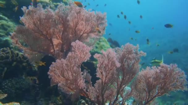 Kamera Glider Bakåt Från Rosa Havet Fläkt Till Korallrevet — Stockvideo