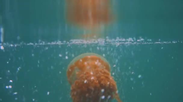 一种橙色水母 慢吞吞地在湖面下游动 这是一种生活在印度尼西亚湖中的无刺水母 外面在下雨 — 图库视频影像