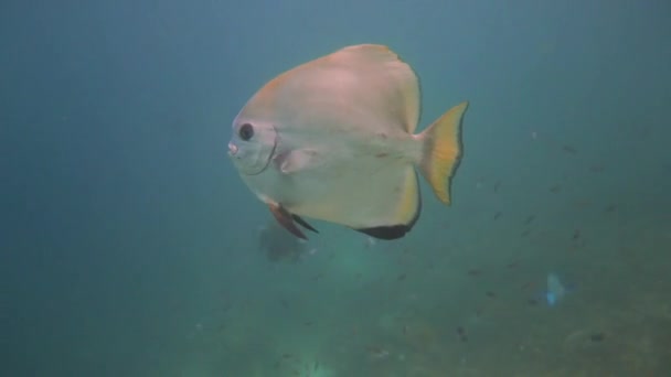 Ciekawy Srebrny Nietoperz Pływanie Ryby Minął Aparat — Wideo stockowe