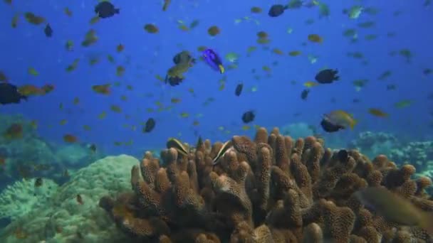 Een Dory Vis Ook Wel Chirurg Vis Genoemd Zwemt Bovenop — Stockvideo