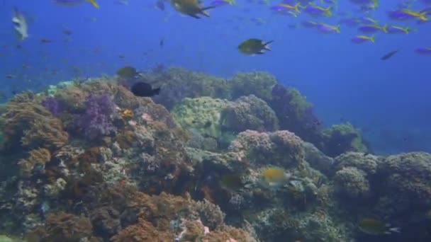 Respiração Recife Coral Com Uma Explosão Cores Peixes — Vídeo de Stock