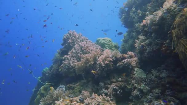 在印度尼西亚美丽而健康的珊瑚礁上滑行的相机 — 图库视频影像