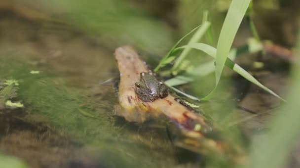 Ein Kleiner Frosch Ruht Auf Einem Stock — Stockvideo