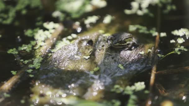 Totally Deepness Naturescape Close View Moment Little Resting Frog — Stock video