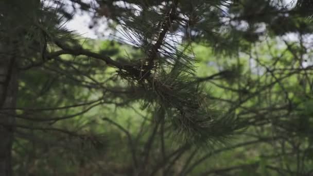 Powoli Przeszywający Materiał Filmowy Drzewa Jego Zbliżenia Kłujące Liście — Wideo stockowe
