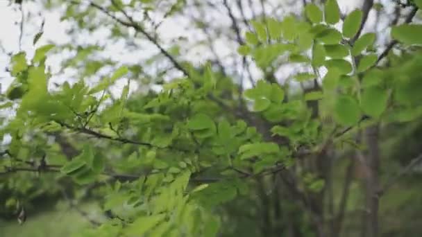 Медленно Панорамные Кадры Дерева Красивыми Листьями — стоковое видео